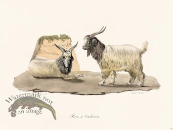 Cuvier 139 Cashmere Bourc